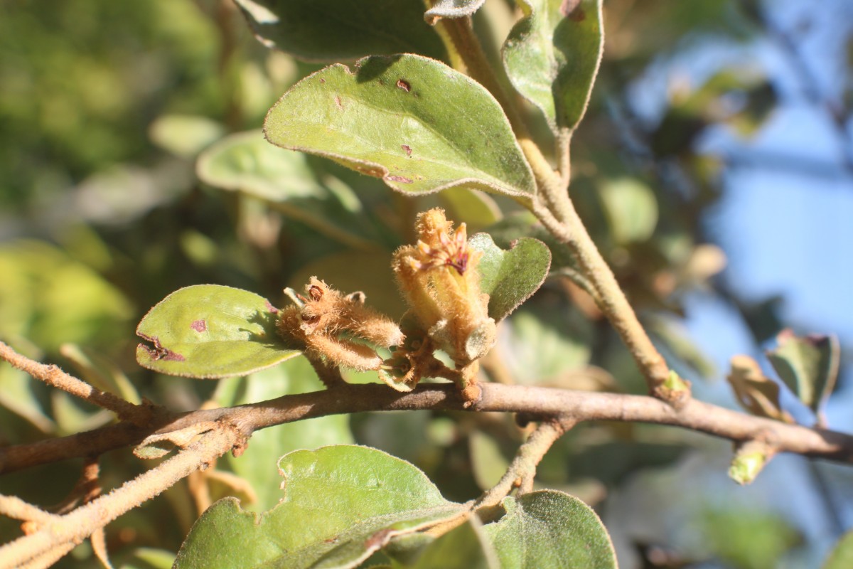 Taxillus tomentosus (B.Heyne ex Roth) Tiegh.